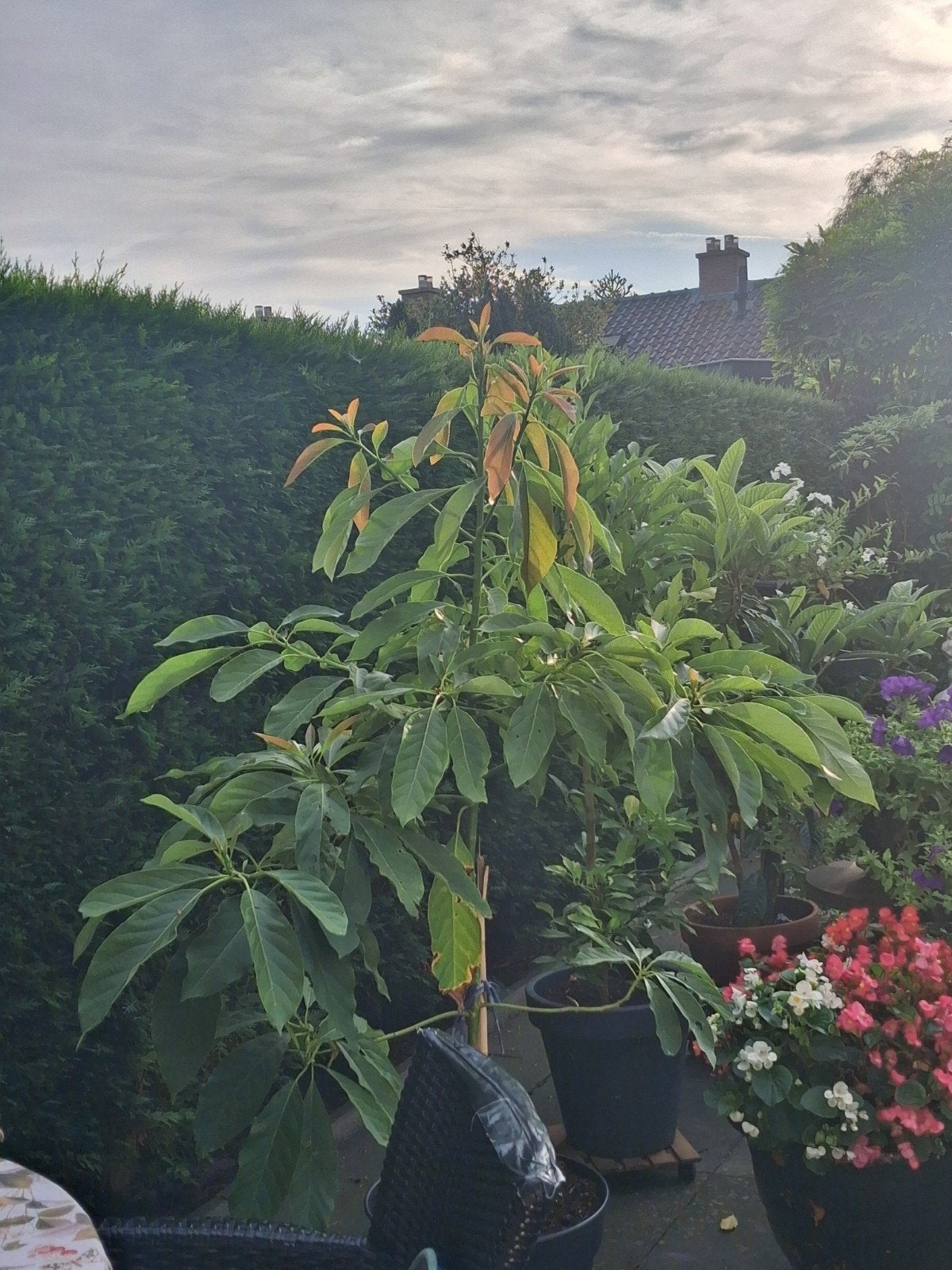 EXCLUSIEF  !!!!!Grote Avocado plant.150 cm.hoog.140cm.breed., Bloeit niet, Overige soorten, 100 tot 250 cm, Ophalen