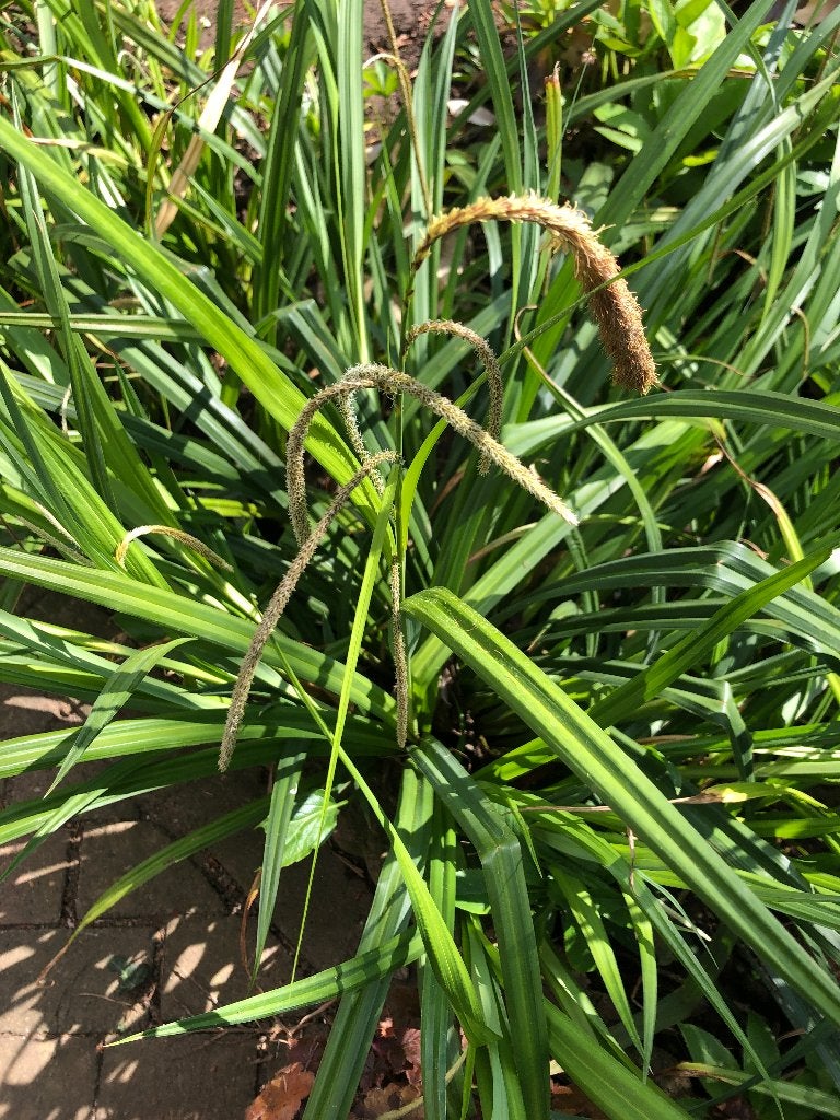 Carex remota, IJle zegge, Vaste plant, Siergrassen, Ophalen of Verzenden, Halfschaduw