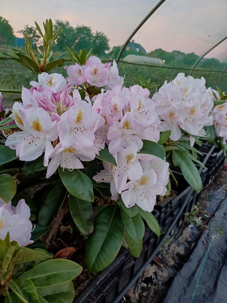 Rhododendron 'Gommer Waterer' met grote bloemknoppen, Tuin en Terras, Overige soorten, Vaste plant, Ophalen of Verzenden, Halfschaduw