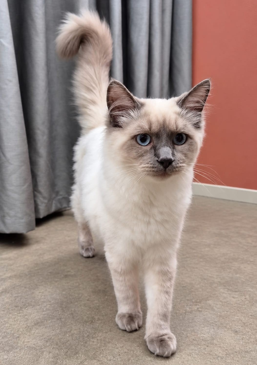 Knappe bluepoint ragdoll kater, Kater, Gechipt, 0 tot 2 jaar