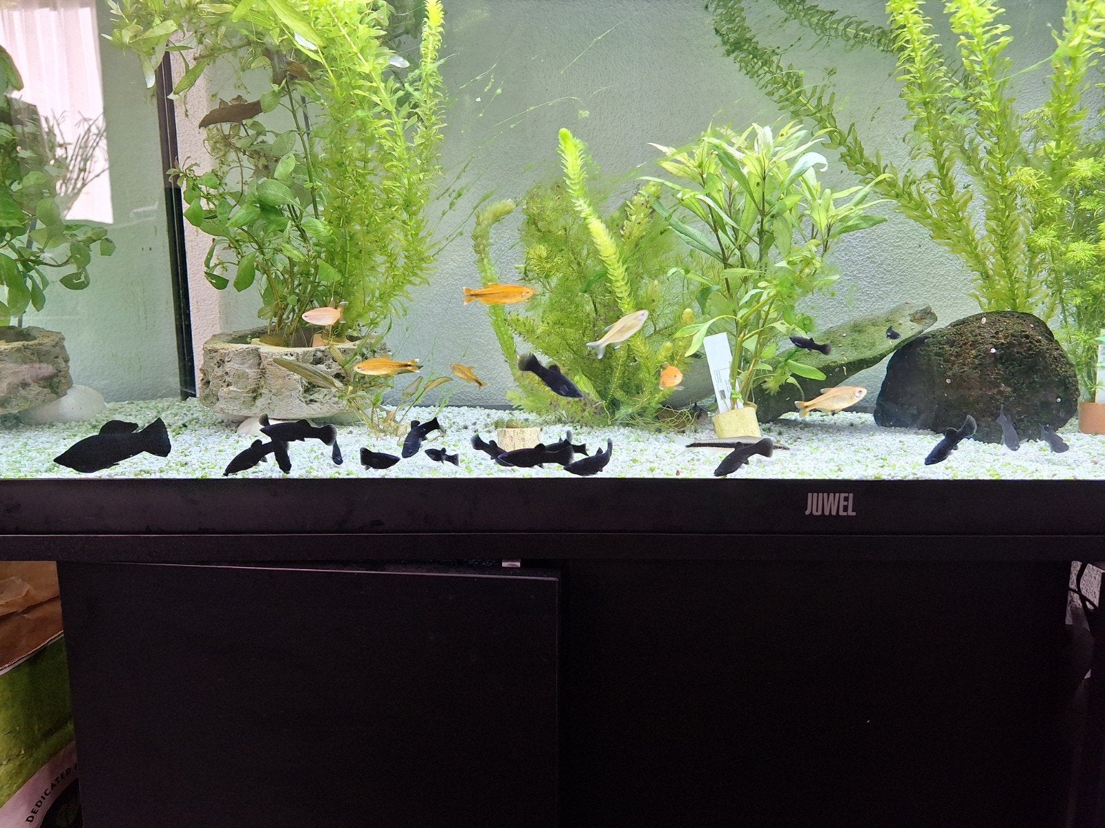 15 Black Molly's, Dieren en Toebehoren, Vis