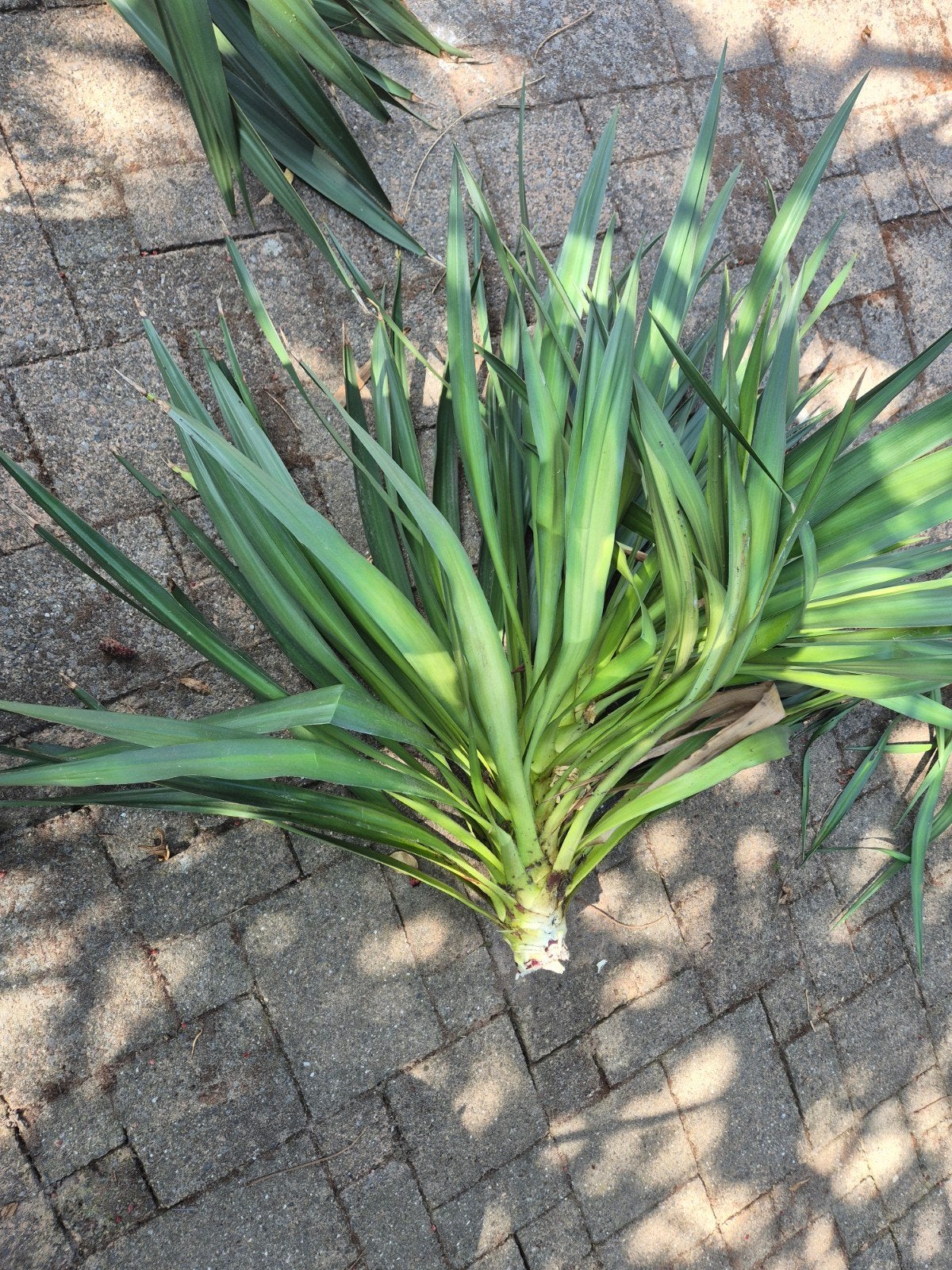 Yucca stek  - Makkelijk te planten, Tuin en Terras, Ophalen, Overige soorten, Volle zon