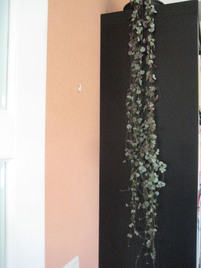 Chinees lantaarntje: hangplant, Ophalen, 100 tot 150 cm, Overige soorten, Halfschaduw