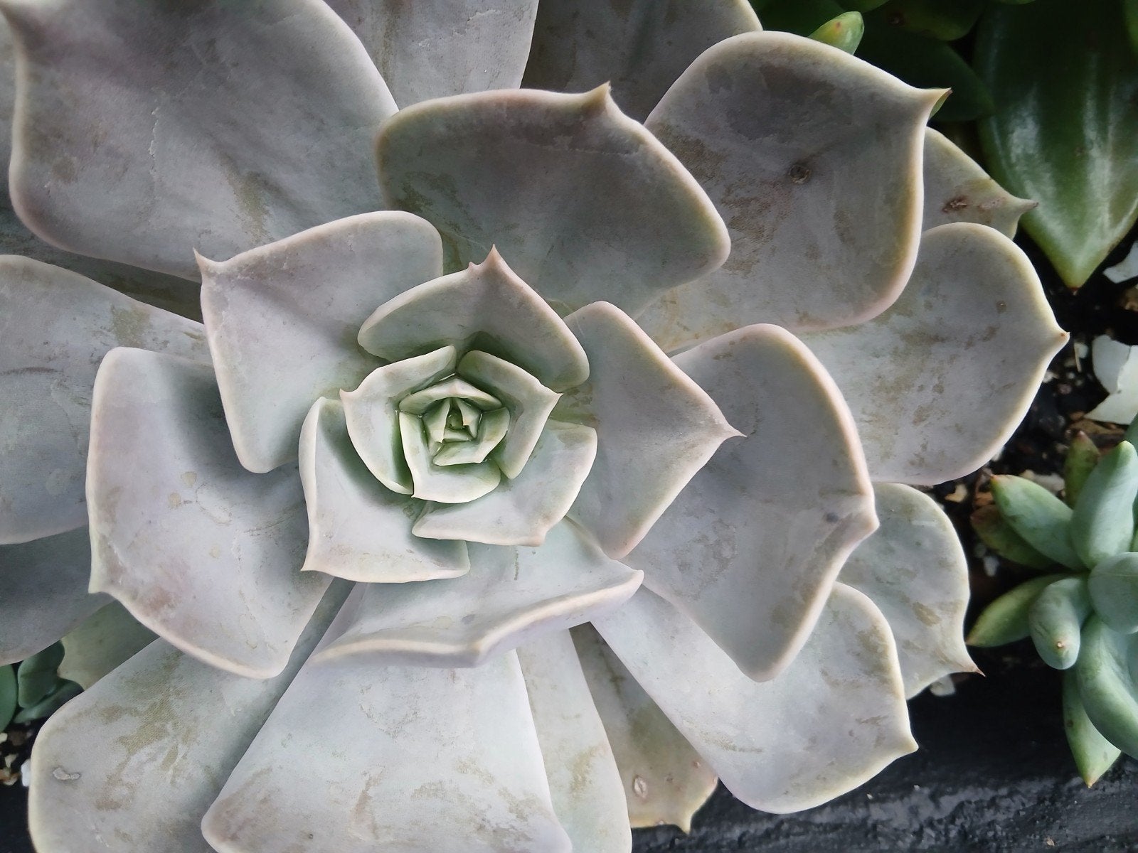Echeveria Pollux(vetplant,succulent), Huis en Inrichting, Ophalen of Verzenden, Halfschaduw, Minder dan 100 cm