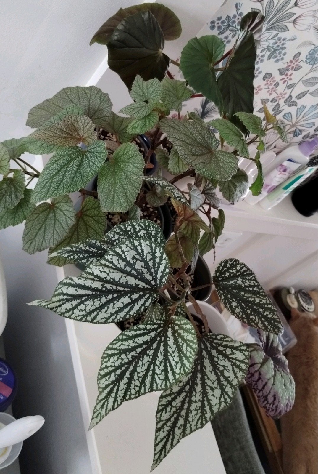 Begonia planten, Ophalen