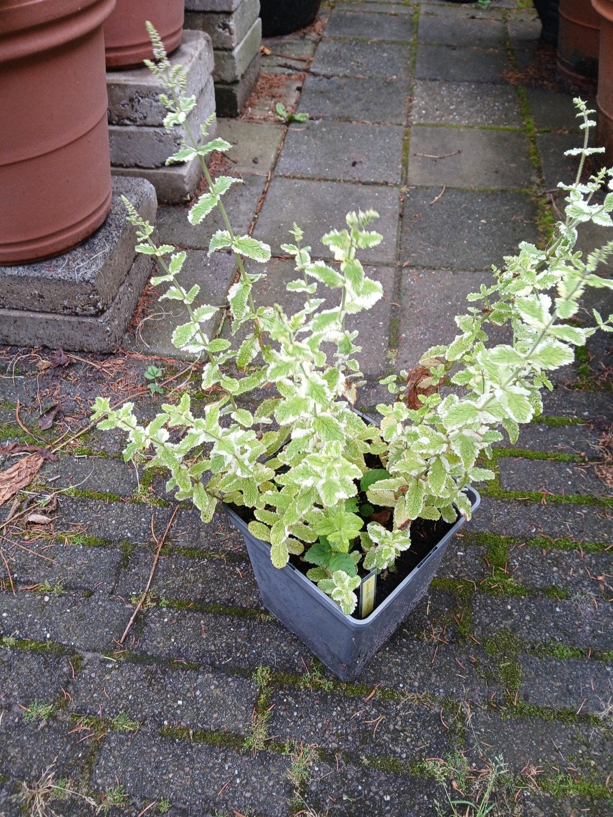 grote pot ananas munt, Ophalen, Overige soorten, Volle zon