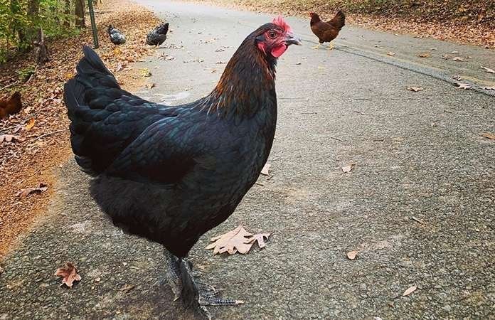 Marans kippen, Dieren en Toebehoren, Pluimvee, Vrouwelijk, Kip