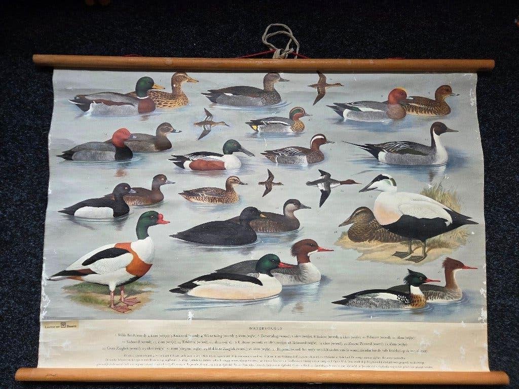 Vintage schoolplaat watervogels H.J. Slyper, Ophalen of Verzenden, Natuur en Biologie
