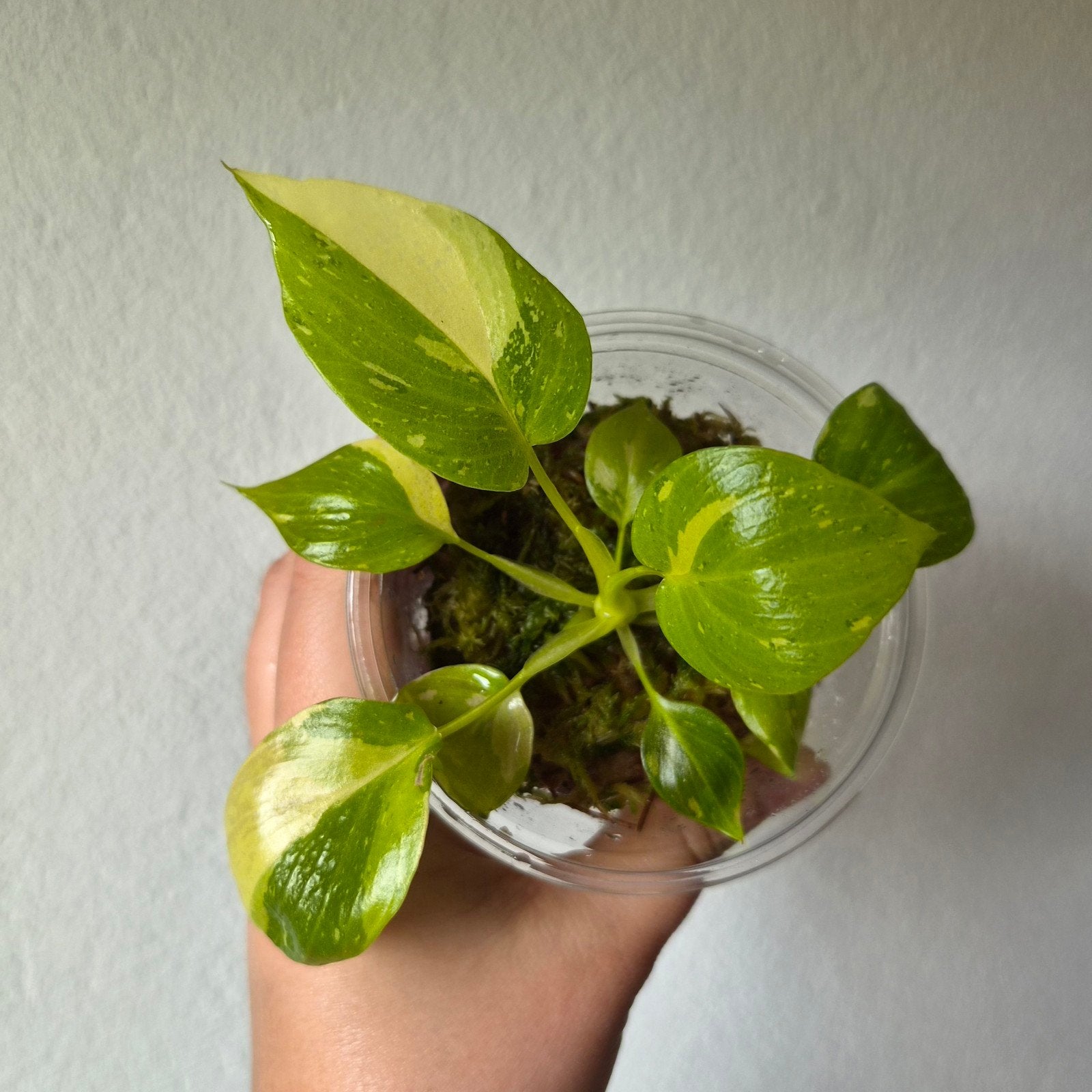 Philodendron Warscewiczii Tricolor, Huis en Inrichting, Kamerplanten, Ophalen of Verzenden