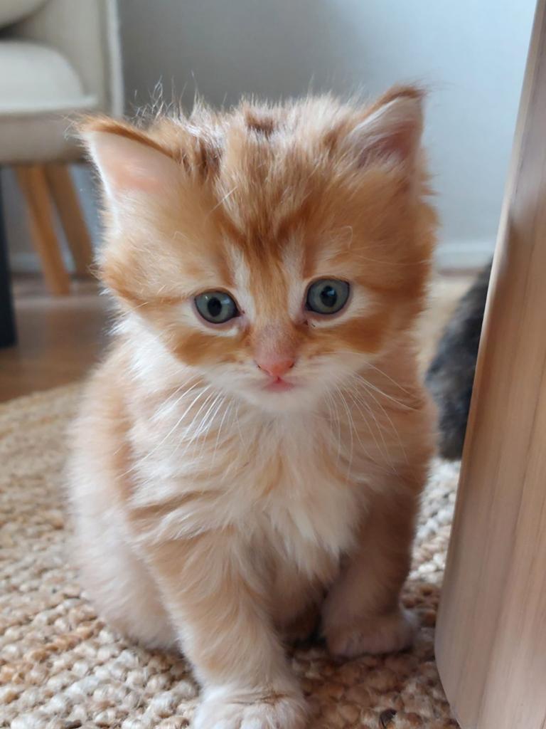 Lief nestje Maine Coon kittens / Perzische kittens, Meerdere dieren, Ontwormd