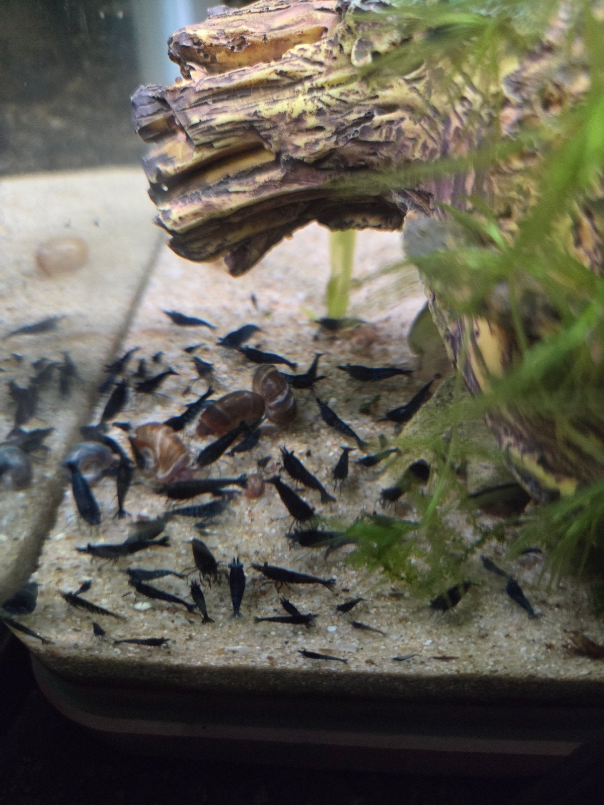 blue dream garnalen, Dieren en Toebehoren, Vissen | Aquariumvissen, Kreeft, Krab of Garnaal