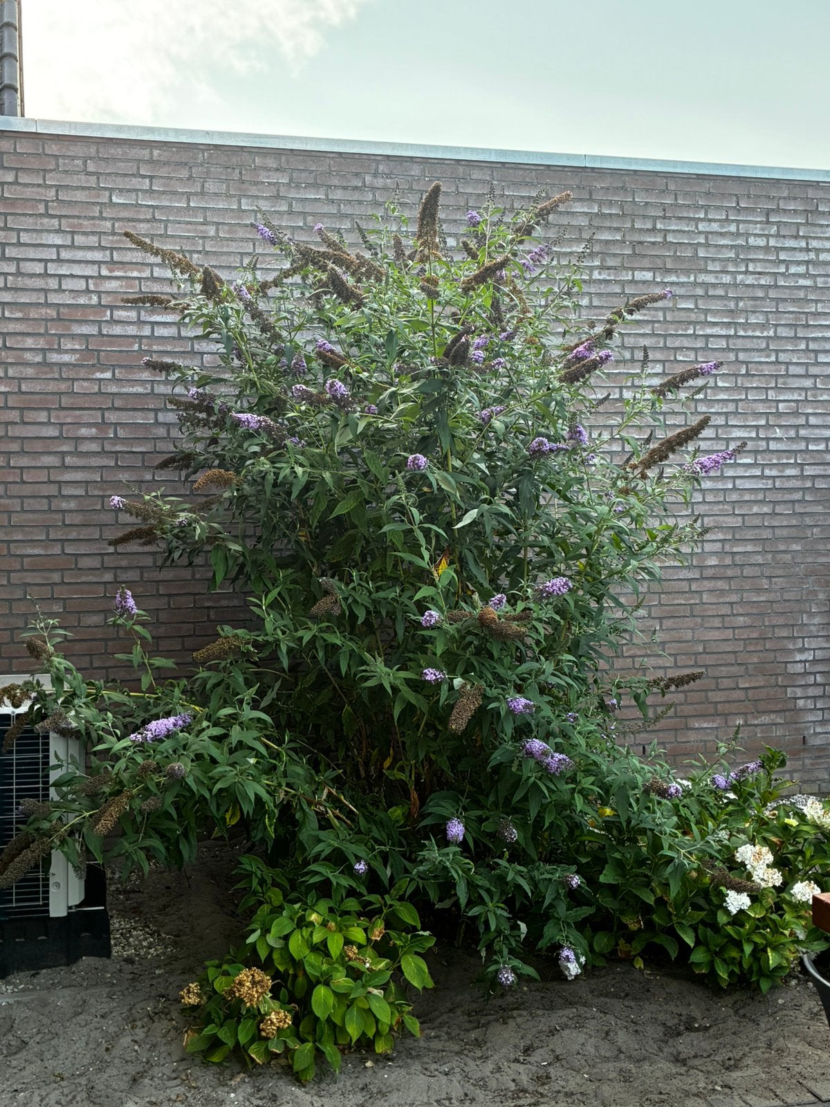 Gratis vlinderstruik, Tuin en Terras, Overige soorten, 100 tot 250 cm, Zomer, Ophalen