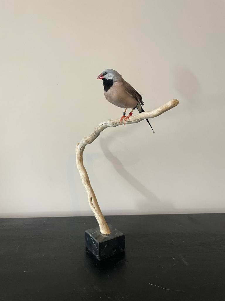 Opgezette spitsstaartamadine, Ophalen of Verzenden, Vogel, Opgezet dier