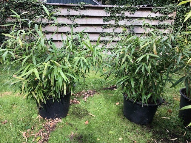 Bamboe struik, groot blad . staat in de kuip dus kan zo mee., Ophalen, Bamboe, Struik, 100 tot 250 cm