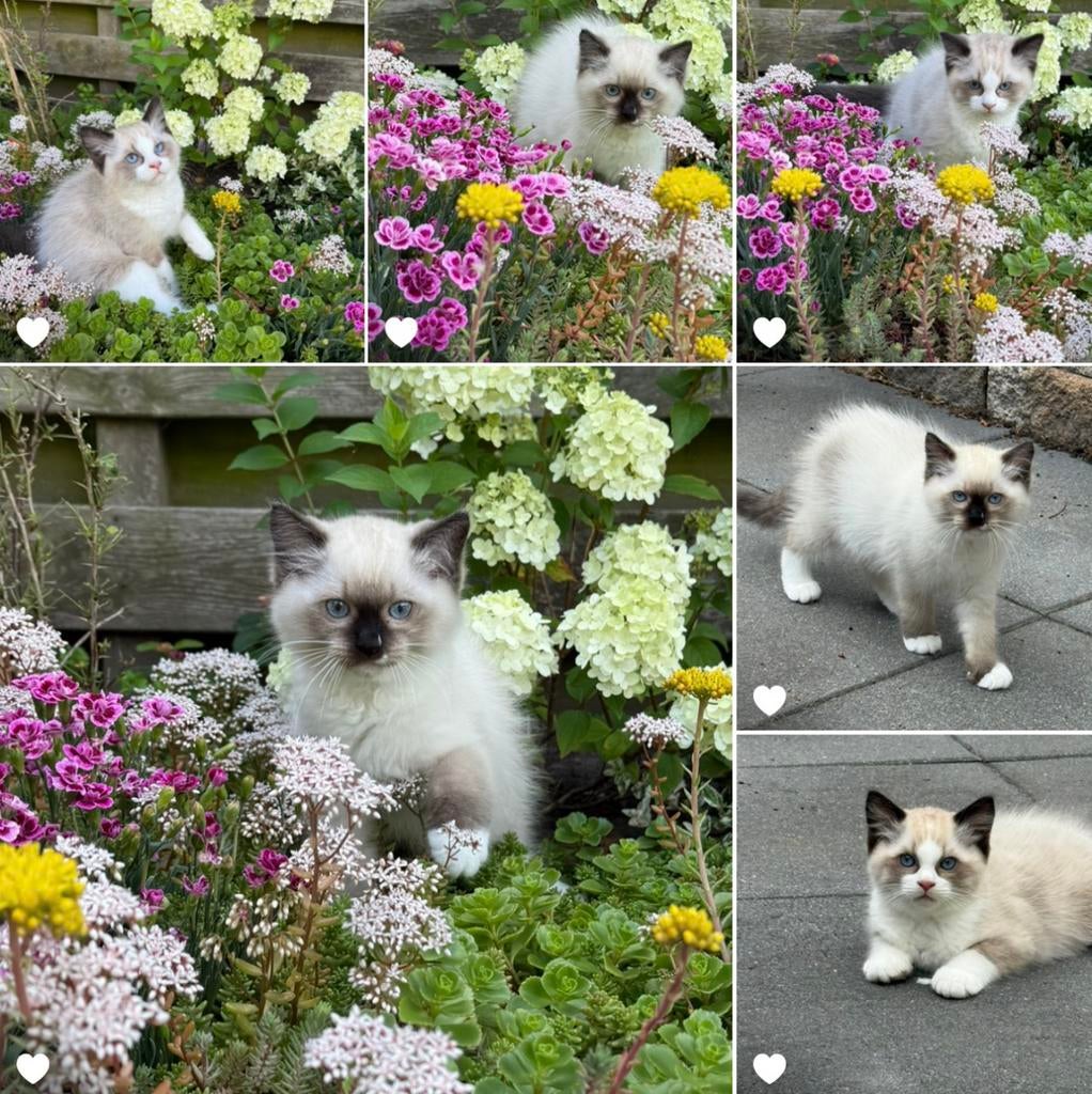 Prachtige Ragdoll kittens met stamboom verwacht., Meerdere dieren, Met stamboom, 0 tot 2 jaar