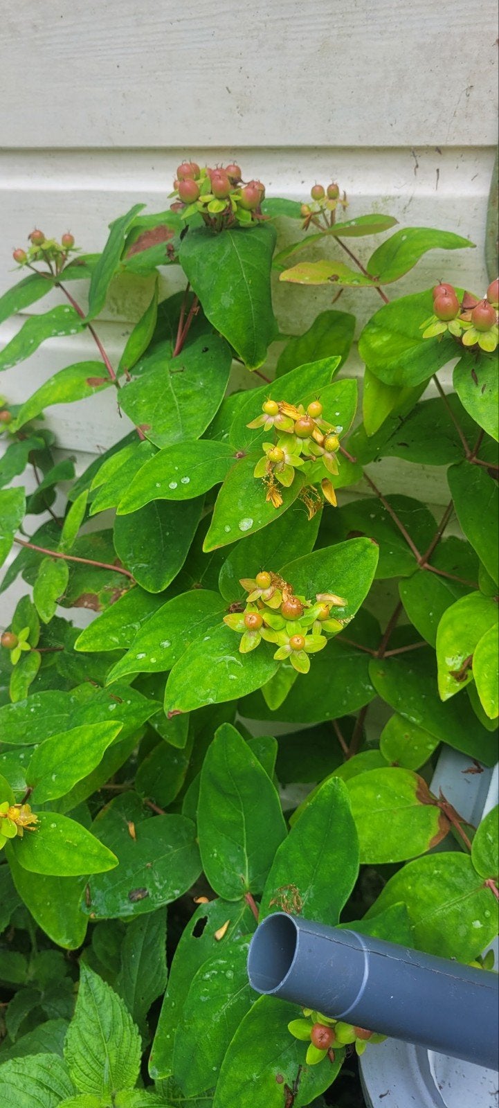 Hersthooi, hypericum, Ophalen, Overige soorten, Volle zon