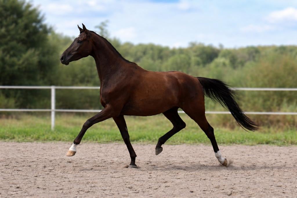 Mooie talentvolle dressuur ruin, Dieren en Toebehoren, Paarden, Ruin, Dressuurpaard