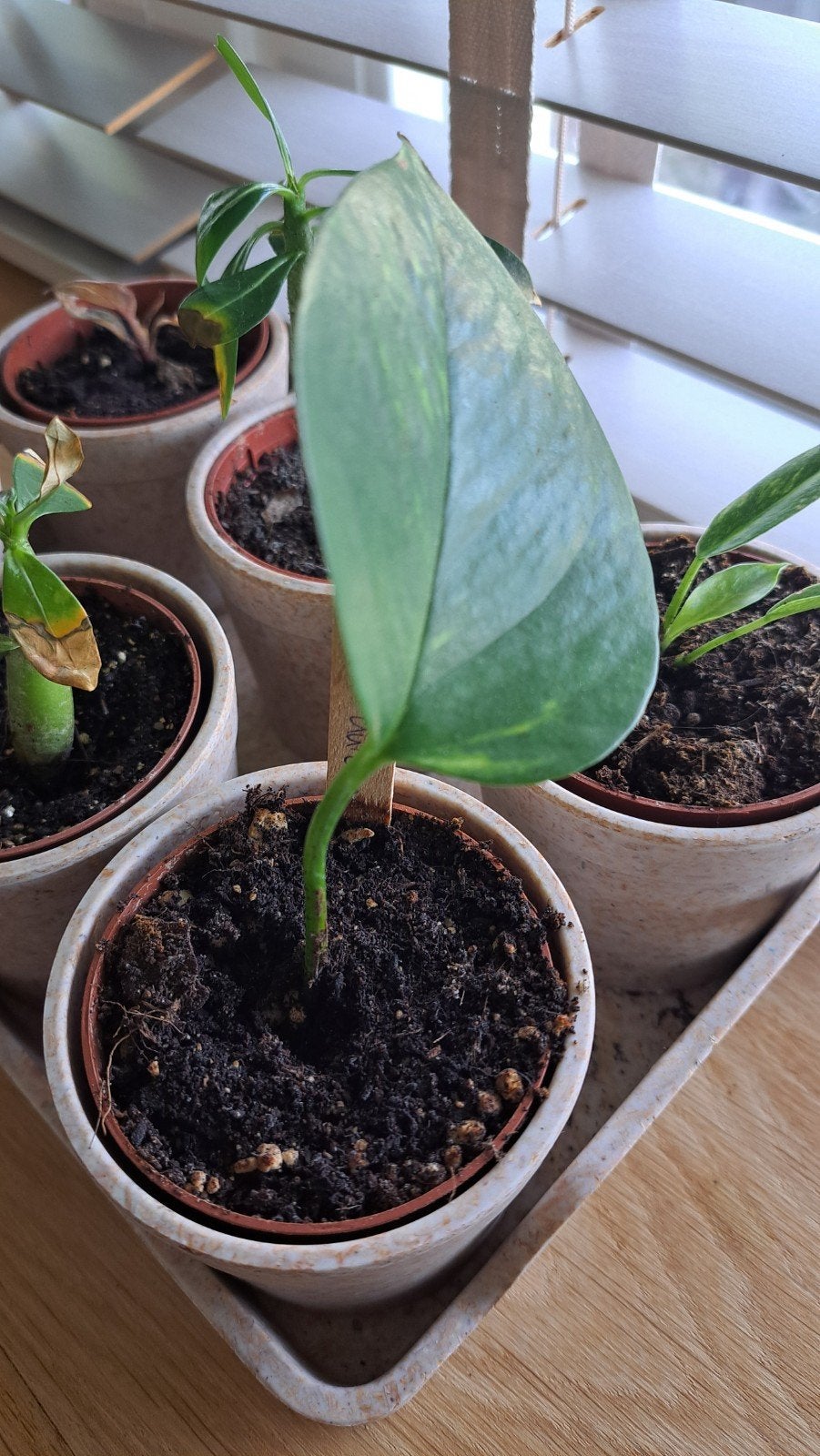 Epipremnum Aureum-stek, Huis en Inrichting, Ophalen of Verzenden, Halfschaduw, Minder dan 100 cm