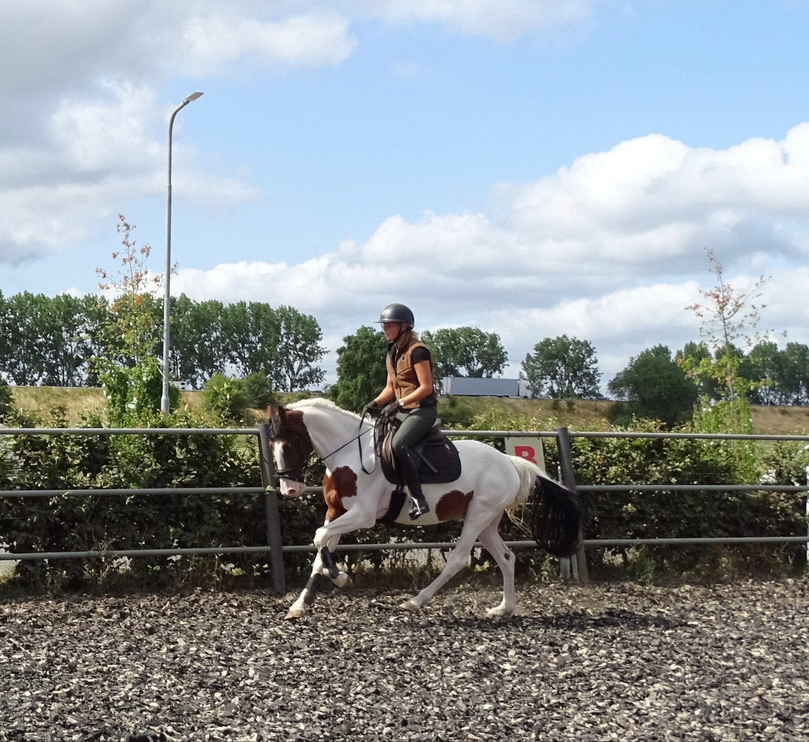 Lieve aanhankelijke ruin te koop, Gechipt, Minder dan 160 cm, Ruin, 3 tot 6 jaar