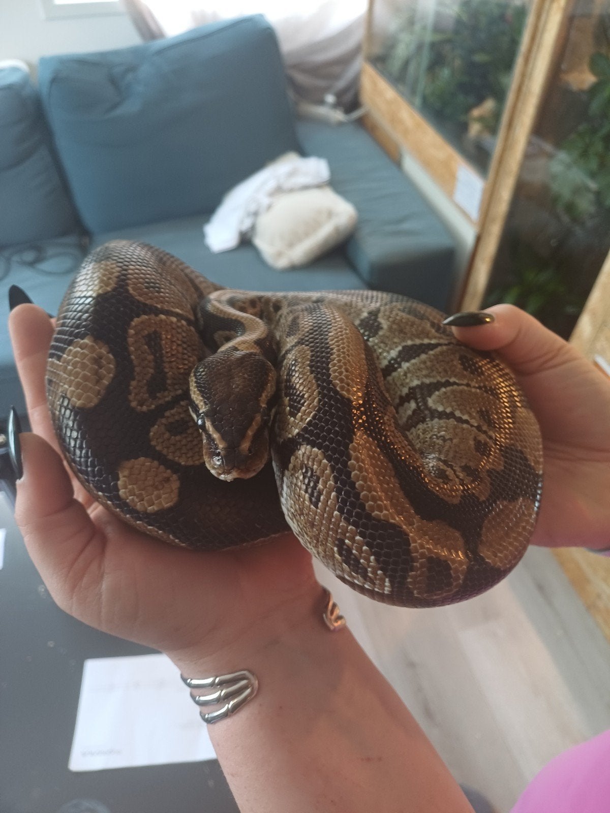 Ball python inclusief osb terrarium zoekt nieuw huisje., Slang
