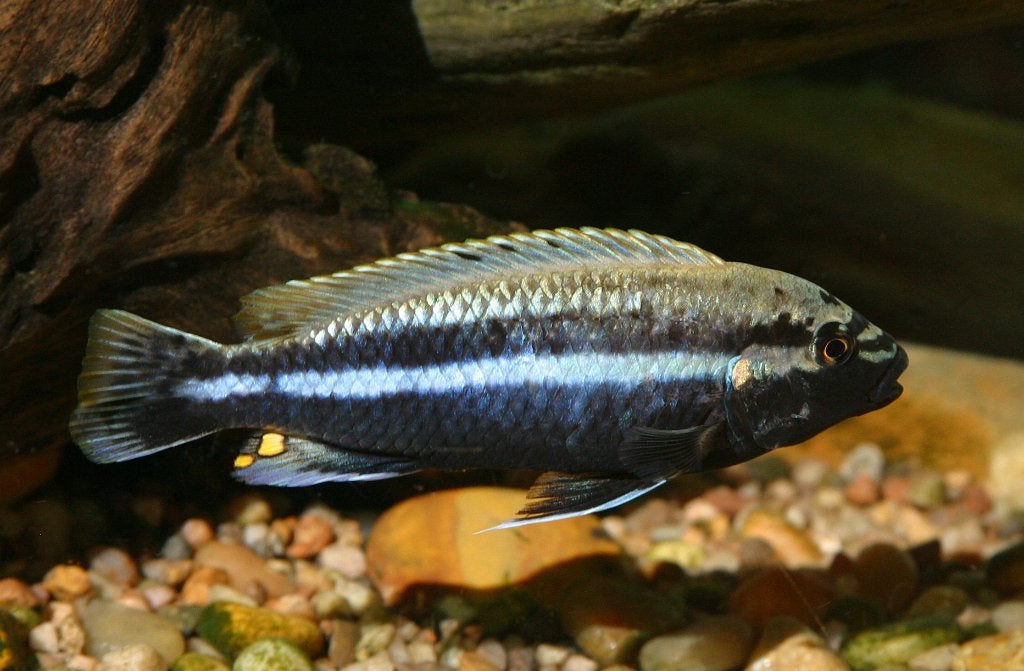 1x auratus man malawi cichlide man 8 cm te koop, Vis, Zoetwatervis