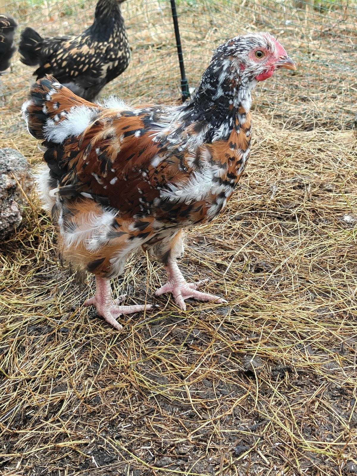 Orpington groot roodporselein, Geslacht onbekend, Kip