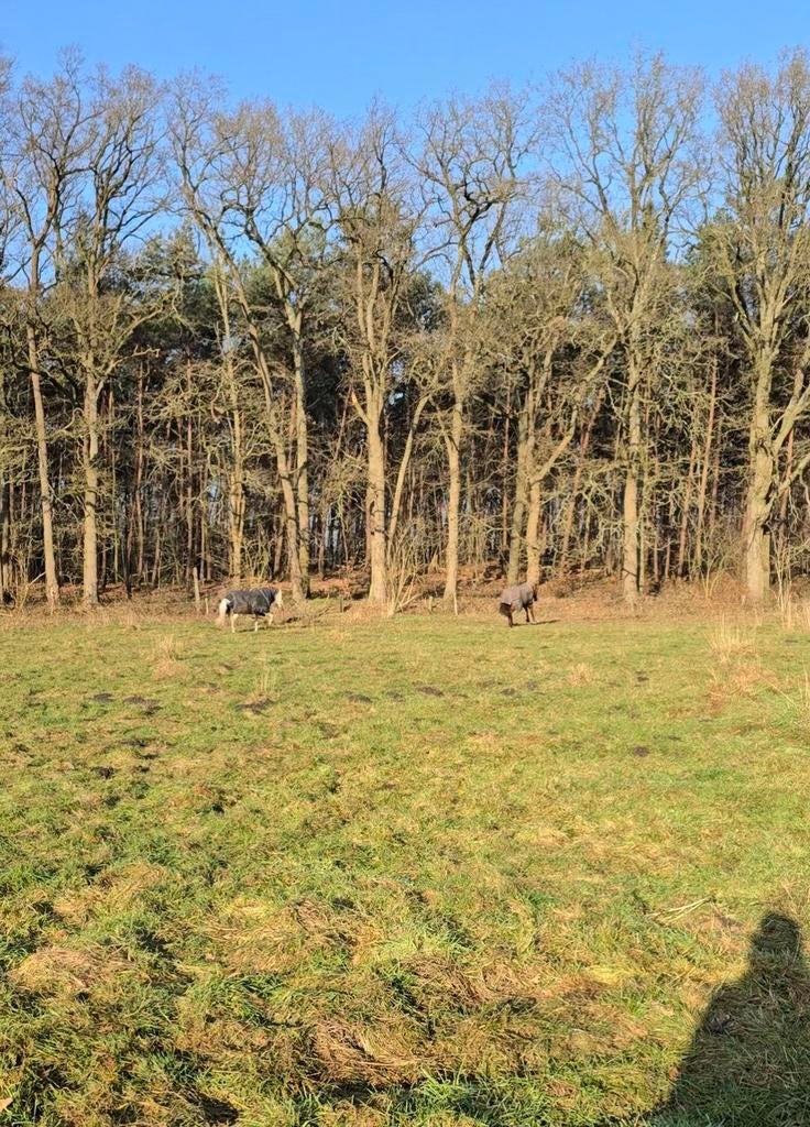 Gun jij jouw Shetlander of kleine pony een fijn nieuw ple, Dieren en Toebehoren, Stalling en Weidegang, Weidegang, 1 paard of pony