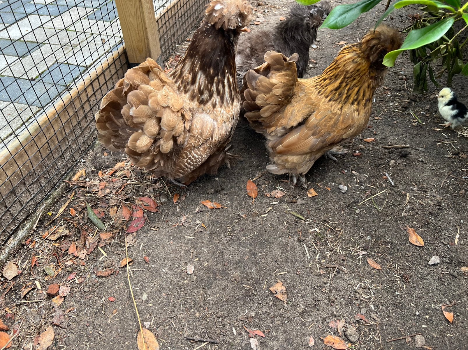 Zijdehoenders, Dieren en Toebehoren, Vrouwelijk, Kip