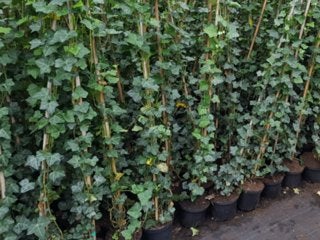 Hedera hibernica, klimop, schuttingbeplanting, Ophalen, Overige soorten, Haag, 100 tot 250 cm