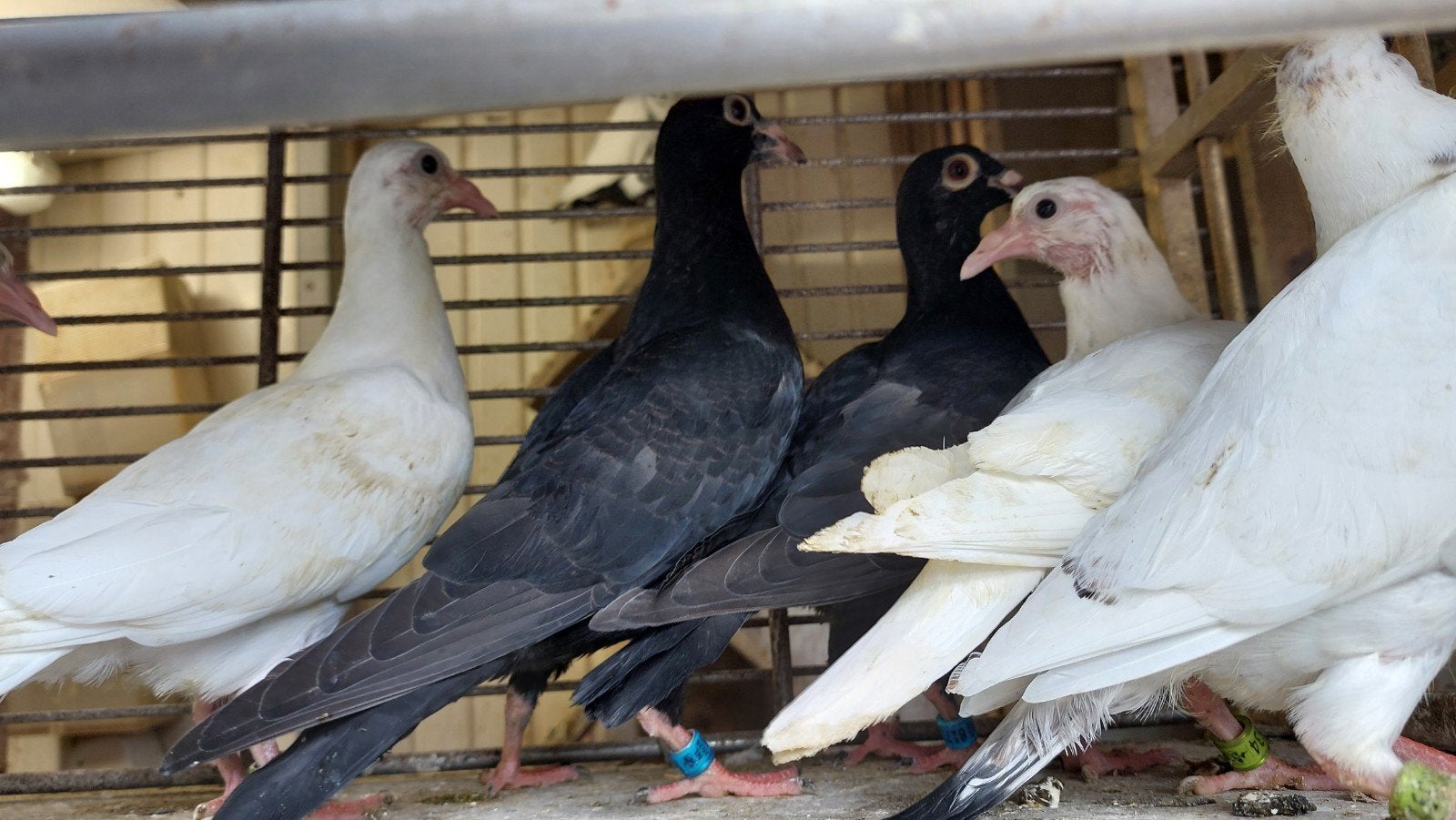 4 witte en twee zwarte postduiven, Meerdere dieren, Geringd