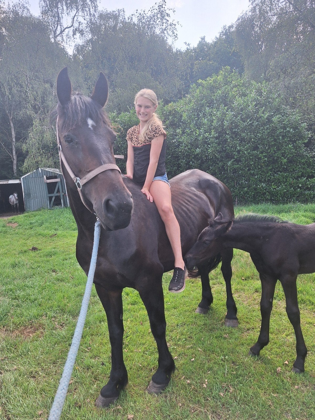 Te koop 8 jarige kruising Friese Merrie/kwpn met veulen, Merrie