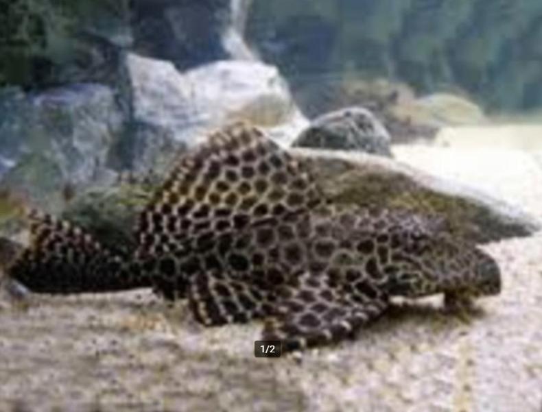 Hypostomus Plecostomus-Zuignapmeerval-Koidream Valburg, Dieren en Toebehoren, Vis, Zoetwatervis