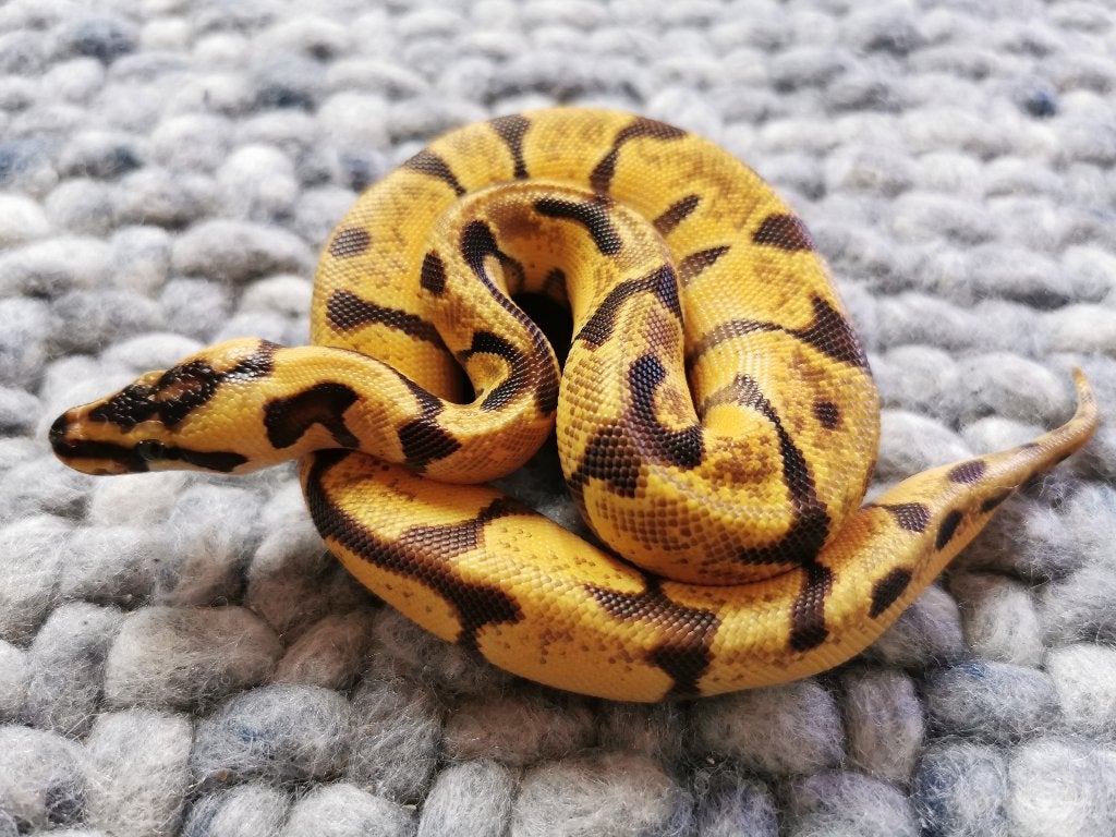 1.0 Super Enchi Pastel Koningspython Ball Python photo 7