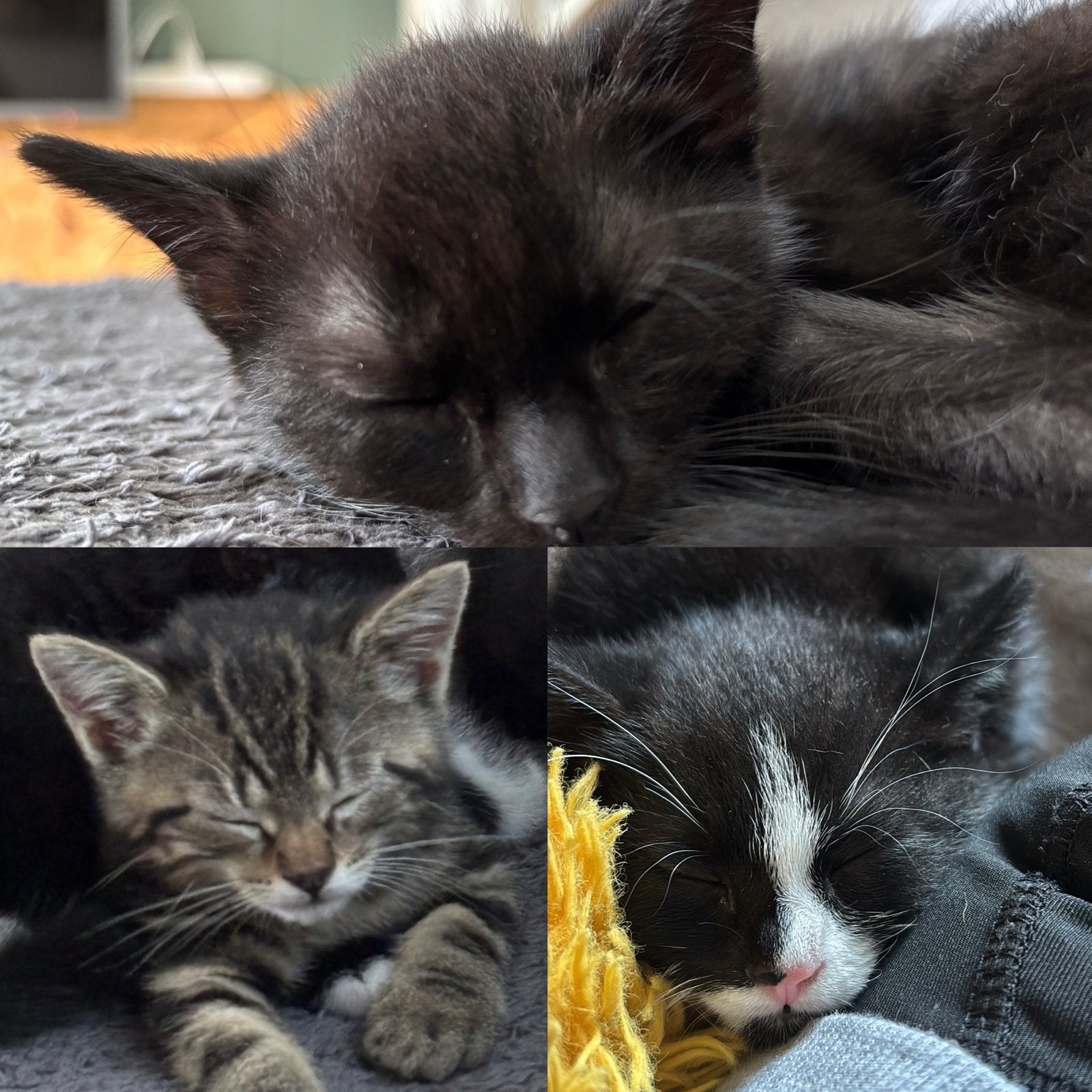 Lieve kittens (heb nog 1 poesje over), Dieren en Toebehoren, Katten en Kittens | Overige Katten, Meerdere dieren