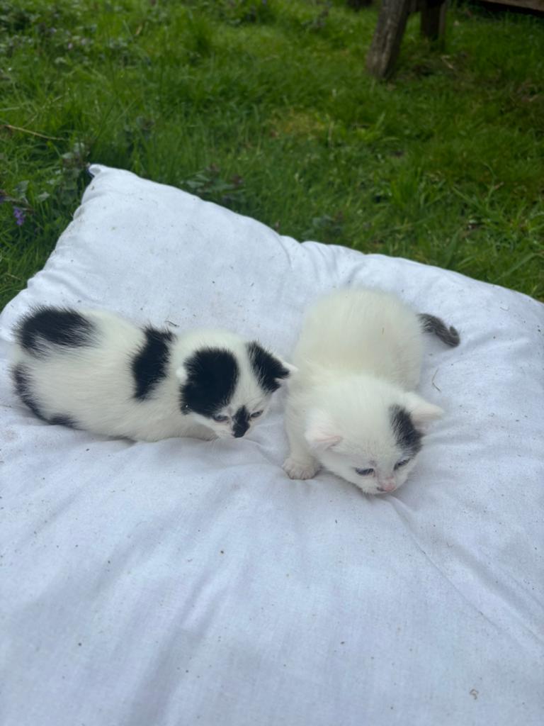 3 kittens geboren 27 april, Meerdere dieren, Kortharig, 0 tot 2 jaar