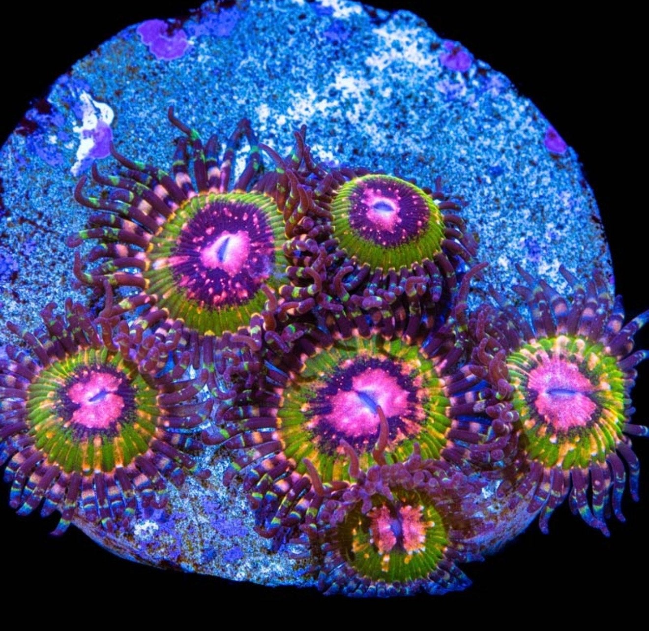 Pink krakatoa zoanthus koraal stek, Dieren en Toebehoren, Overige typen, Zoutwatervis