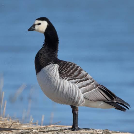 Sierganzen, Dieren en Toebehoren, Pluimvee, Geslacht onbekend, Kip