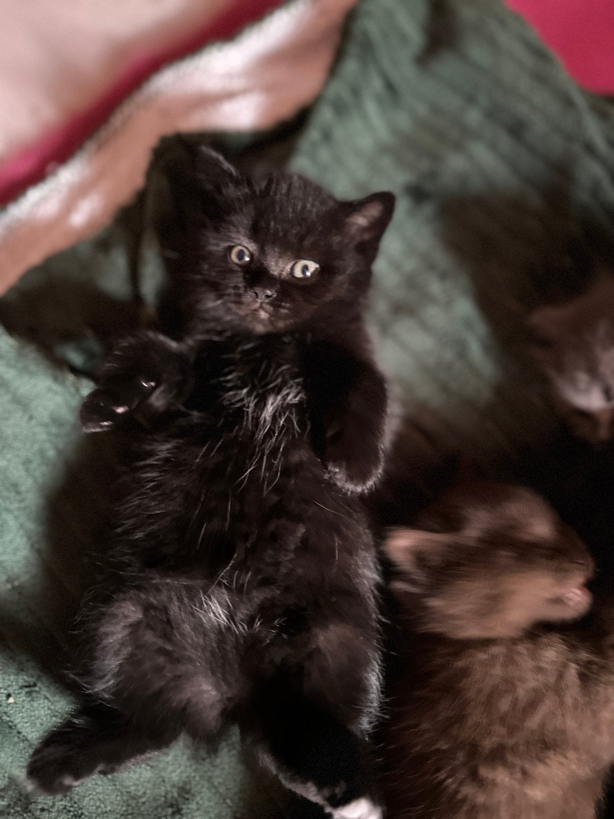 Britse korthaar/langhaar kittens, Dieren en Toebehoren, Katten en Kittens | Raskatten | Langhaar, Meerdere dieren, Gechipt, 0 tot 2 jaar