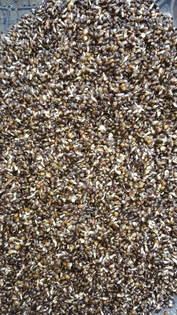Hennep Super Kiem 3.00 per kilo, Ophalen of Verzenden, Nieuw, Overige typen