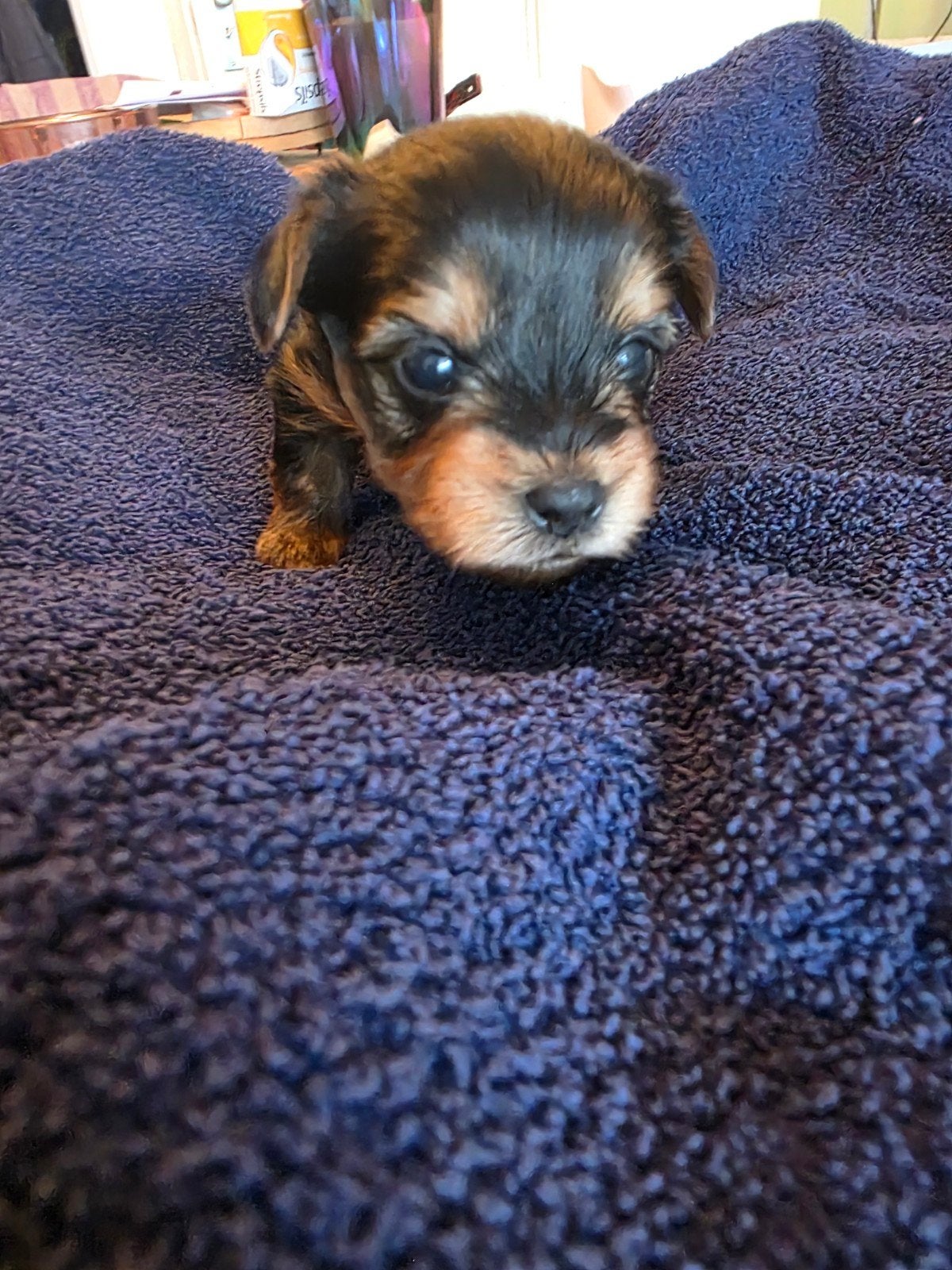 Yorkshire terrier pups, Yorkshire Terriër, 8 tot 15 weken, Meerdere, Meerdere dieren