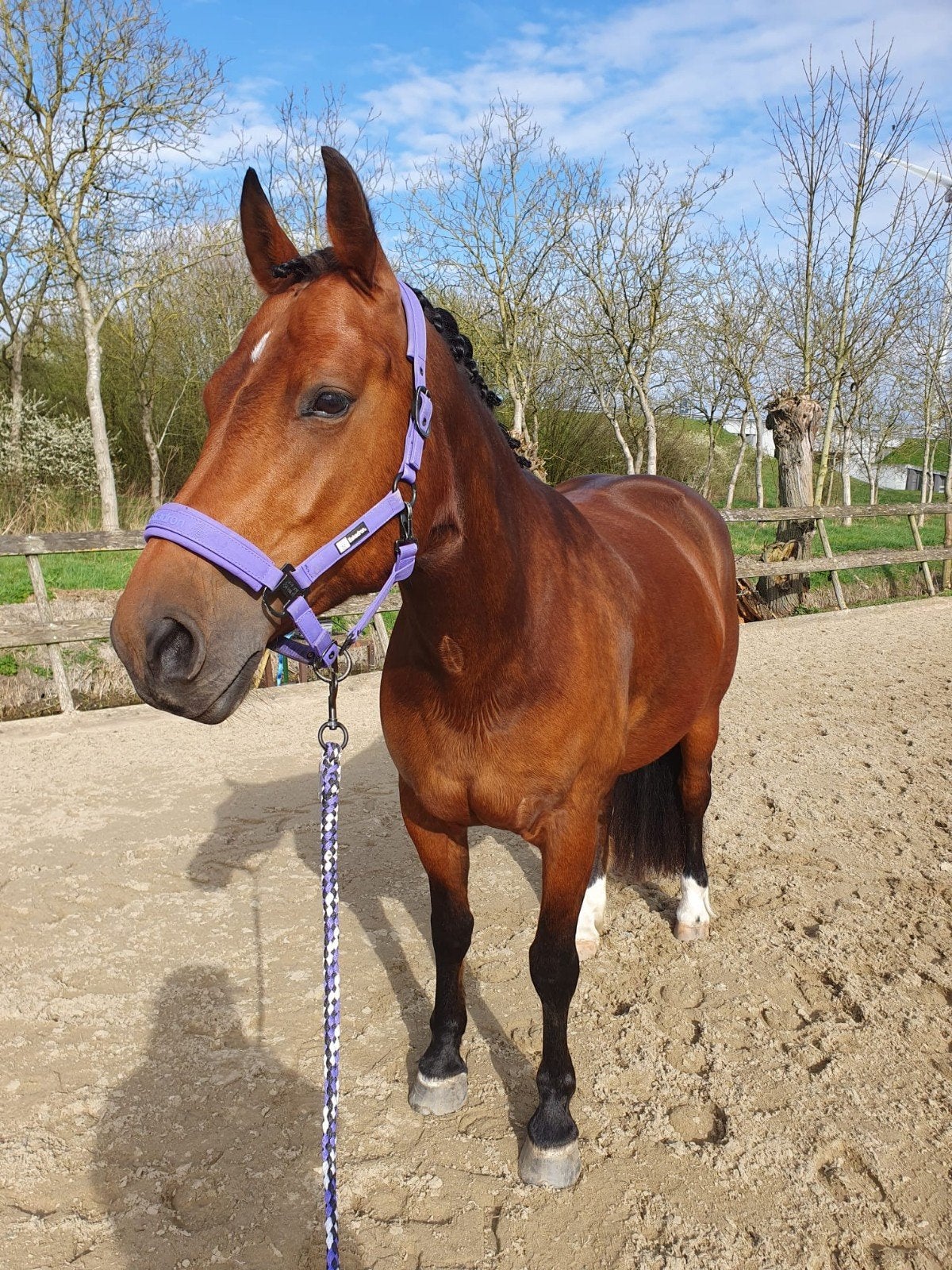 Freiberger merrie 9 jaar 153 allround, Dieren en Toebehoren, Paarden, Merrie, Minder dan 160 cm, 7 tot 10 jaar