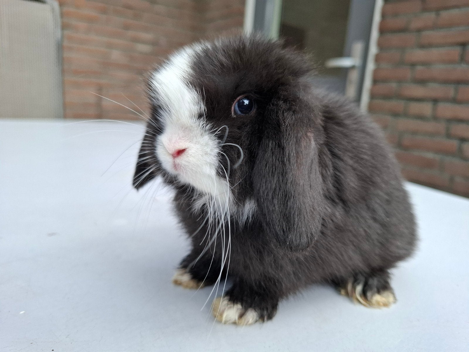 Minilop hangoor dwerg konijntje zwart wit bont blauwe ogen, Dieren en Toebehoren, Konijnen, Meerdere dieren, Dwerg, Hangoor
