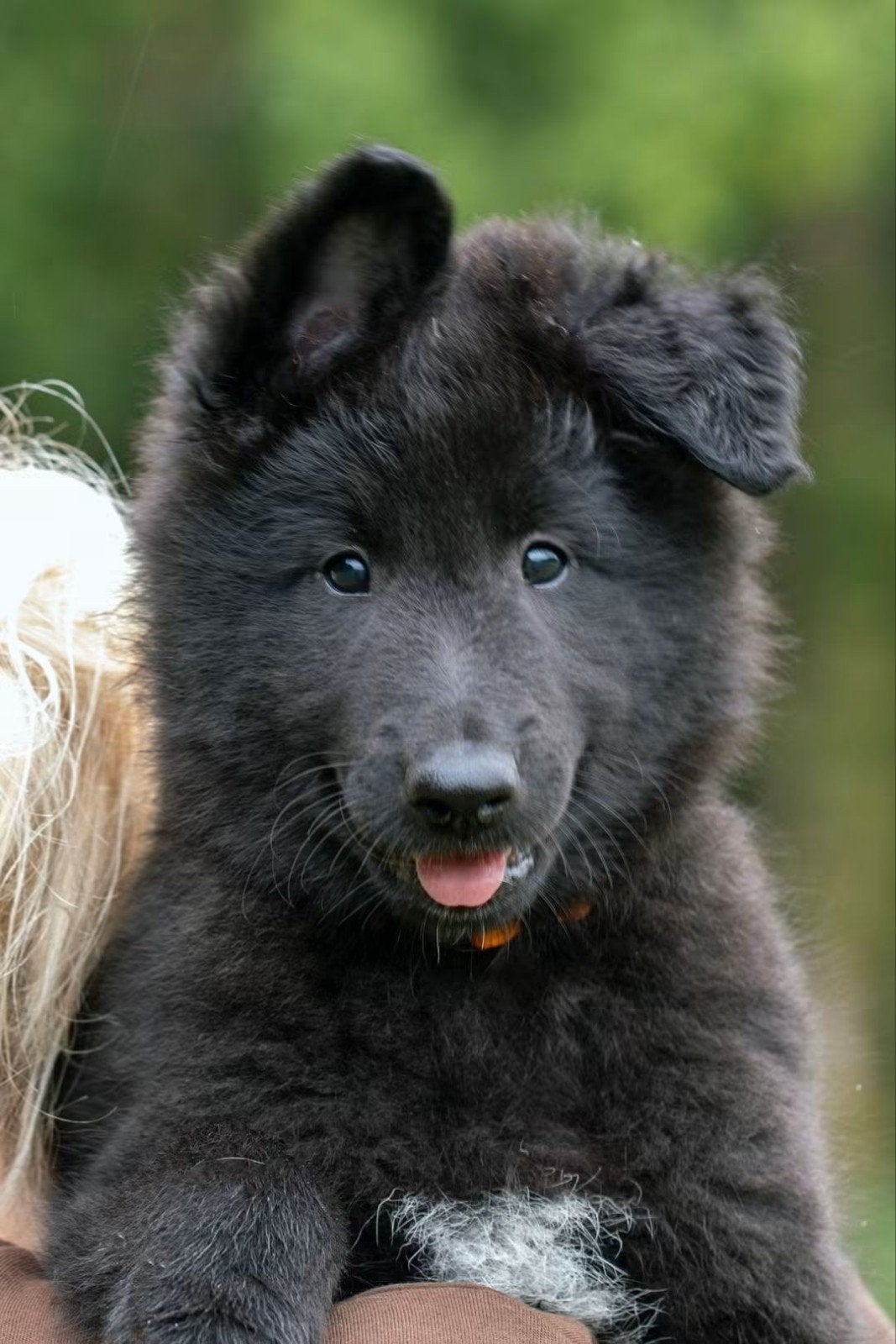 Groenendaeler pups met stamboom, Dieren en Toebehoren, CDV (hondenziekte), 8 tot 15 weken, Meerdere, Meerdere dieren