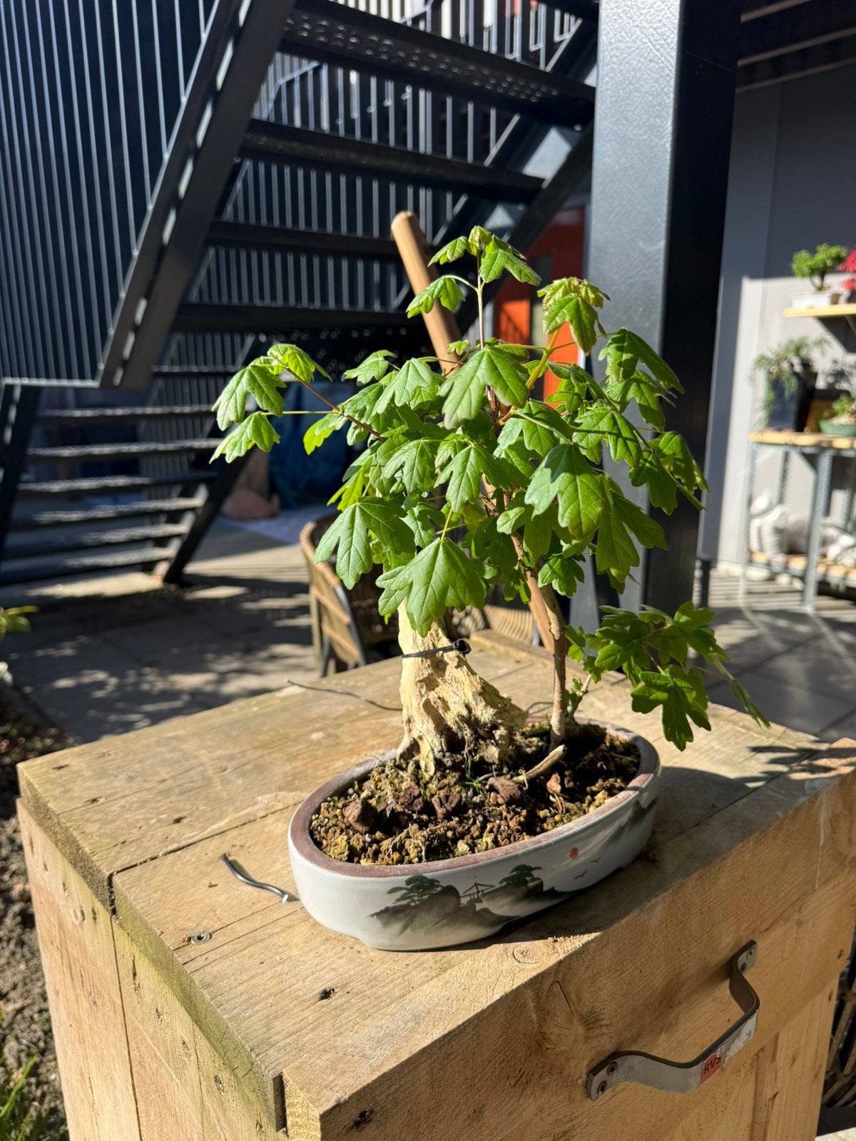 Acer bonsai tanuki, Tuin en Terras, Planten | Bomen, Bloeit niet, Halfschaduw, Minder dan 100 cm, Overige soorten