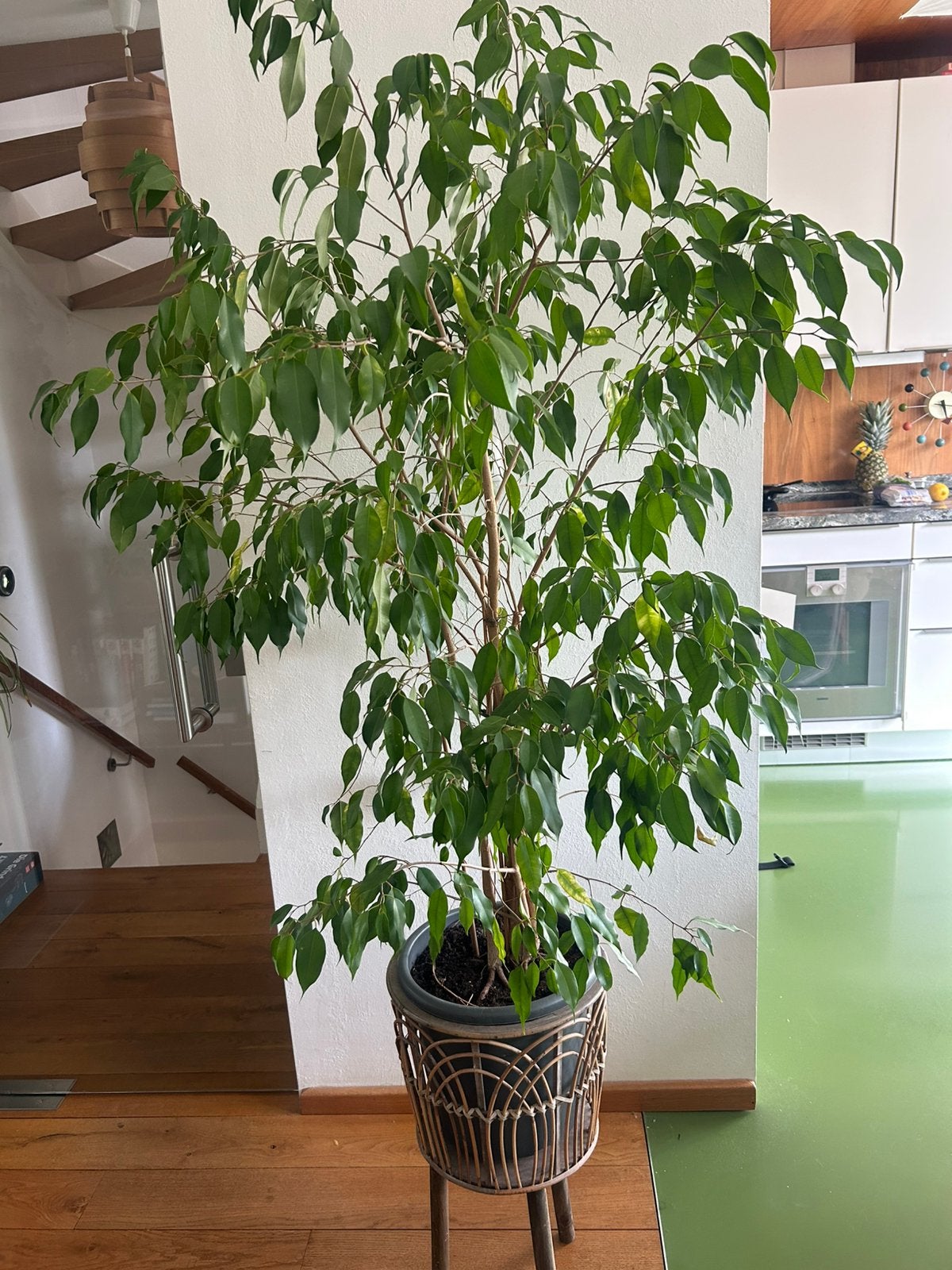 Grote Ficus boom met rotan steun, Huis en Inrichting, Kamerplanten, Ophalen, Ficus, Halfschaduw, Minder dan 100 cm