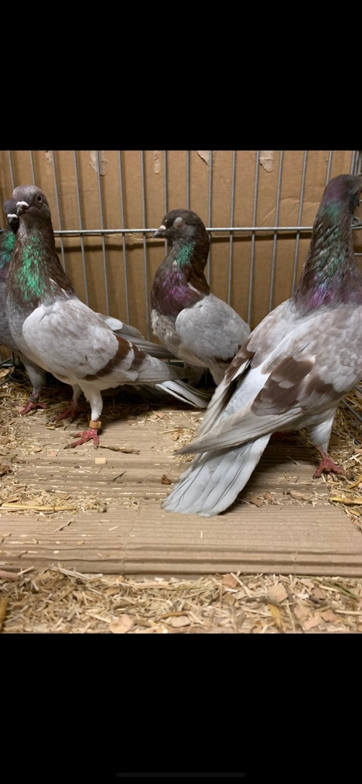 Jonge Wener Hoogvliegers  Vliegtype!, Dieren en Toebehoren, Meerdere dieren, Overige soorten