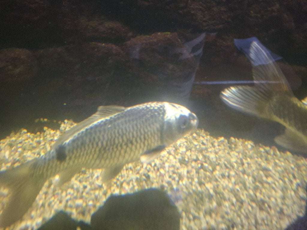 Vissen koi karpers, Vis