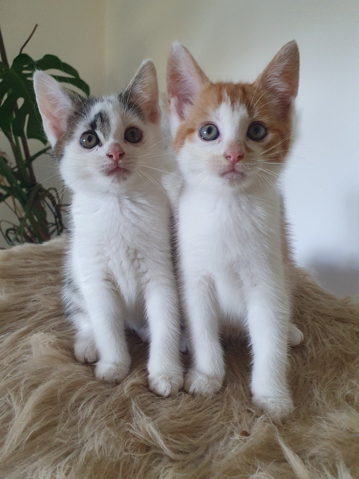 Maine coon kittens, Meerdere dieren, 0 tot 2 jaar