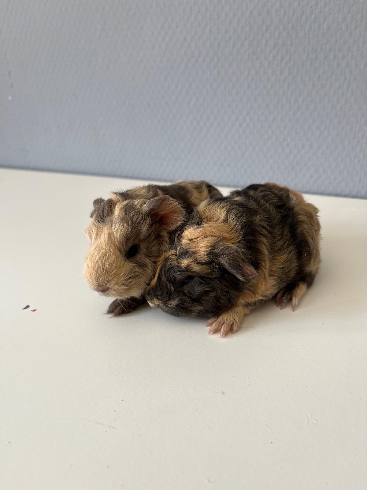 2 ch teddy cavia’s, Cavia, Juni, Mannelijk, Tam