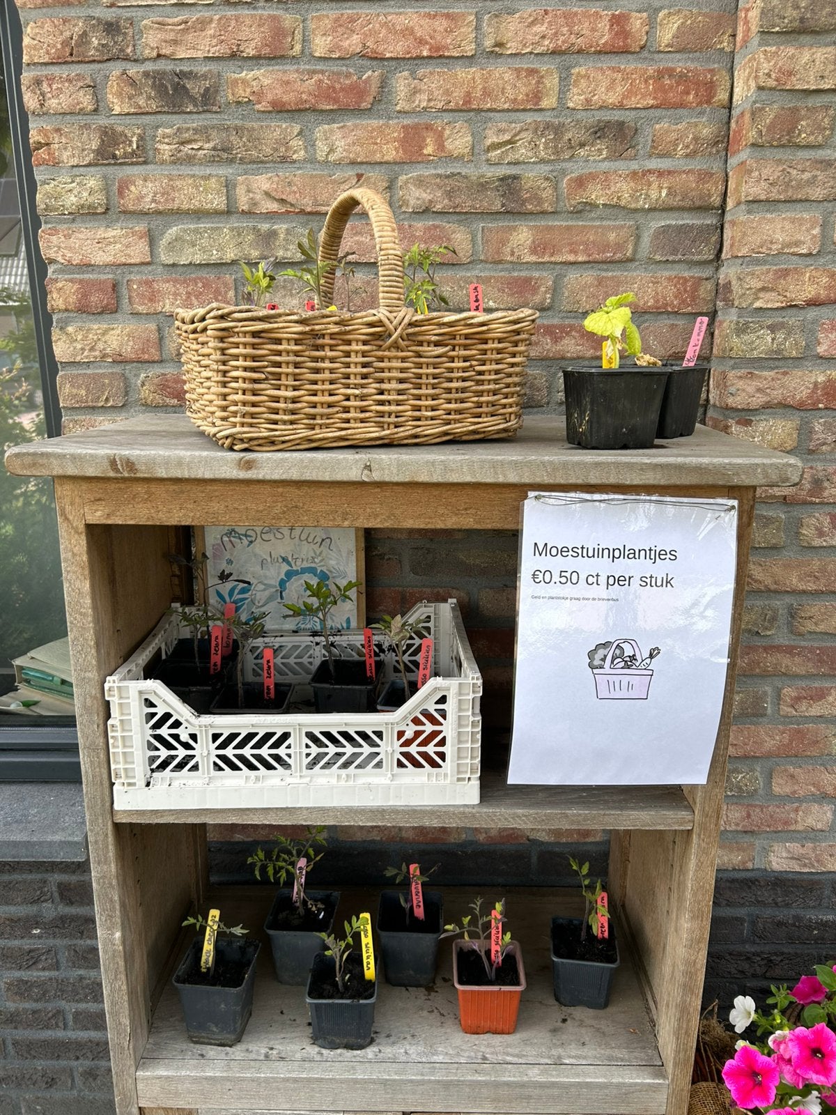 tomaten en komkommer planten, Ophalen, Eenjarig, Groenteplanten, Volle zon